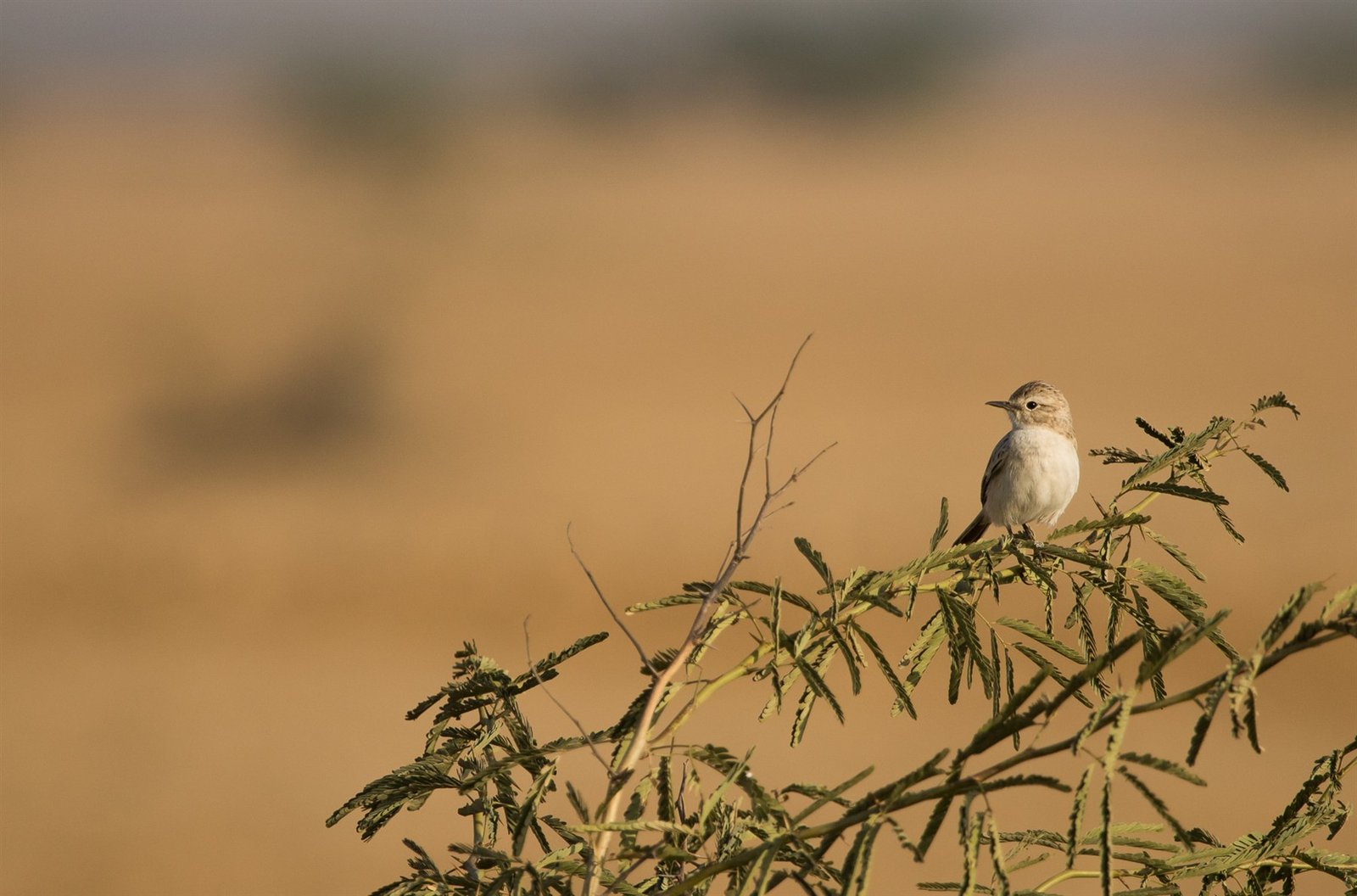 Maldhari herders
