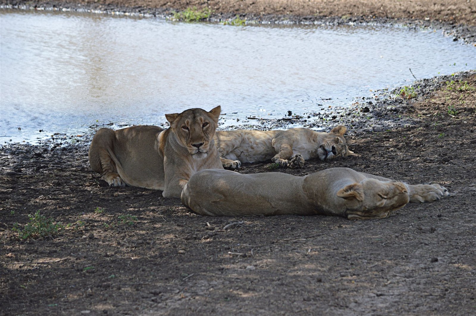 Asiatic lions