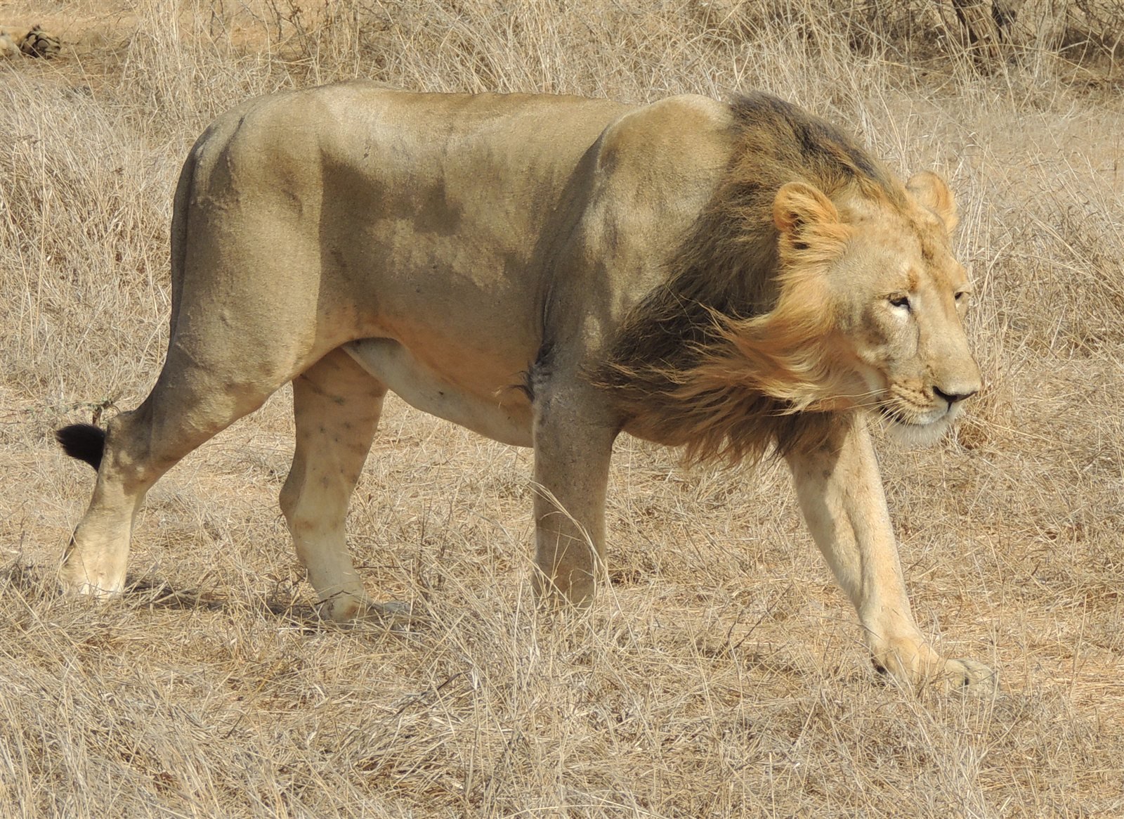 Gir National Park: Complete Safari Guide