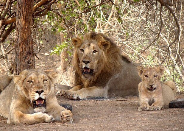 Eastern Gir Trails, Gujarat