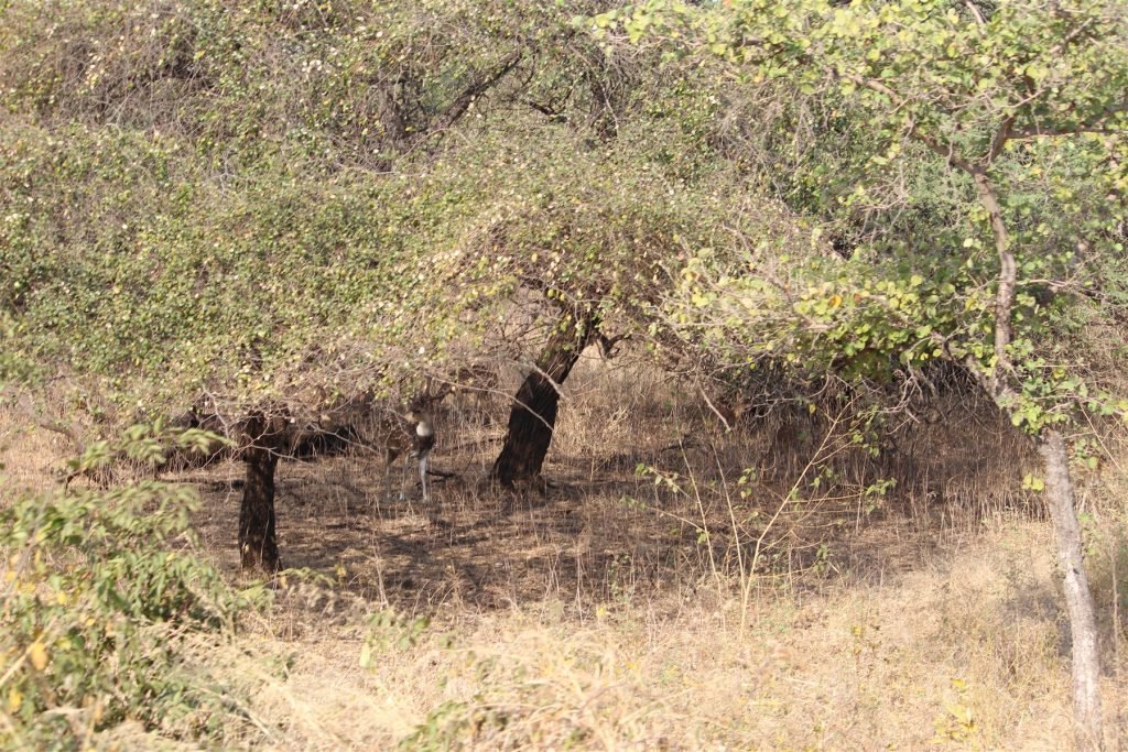 Gir Hero, Gujarat