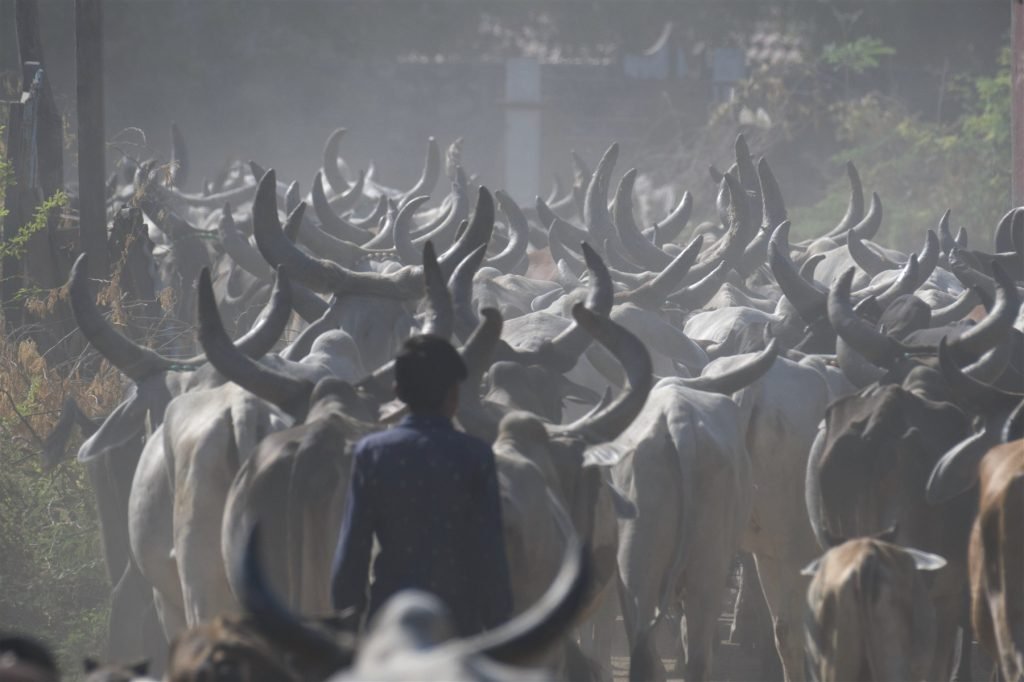 Hero, Gujarat