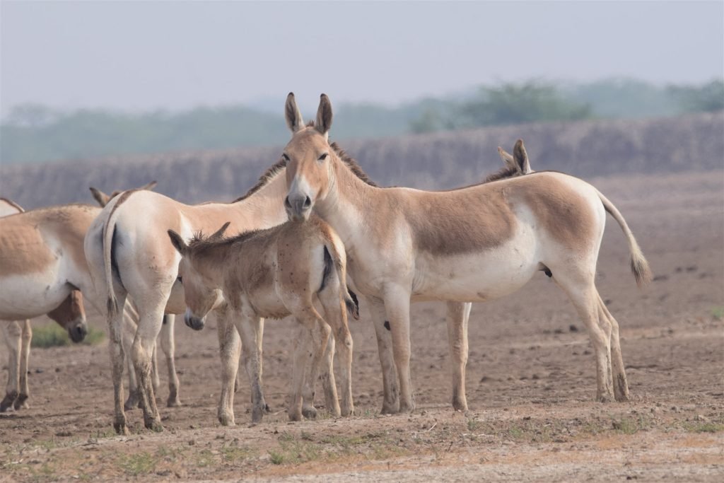 Hero, Gujarat