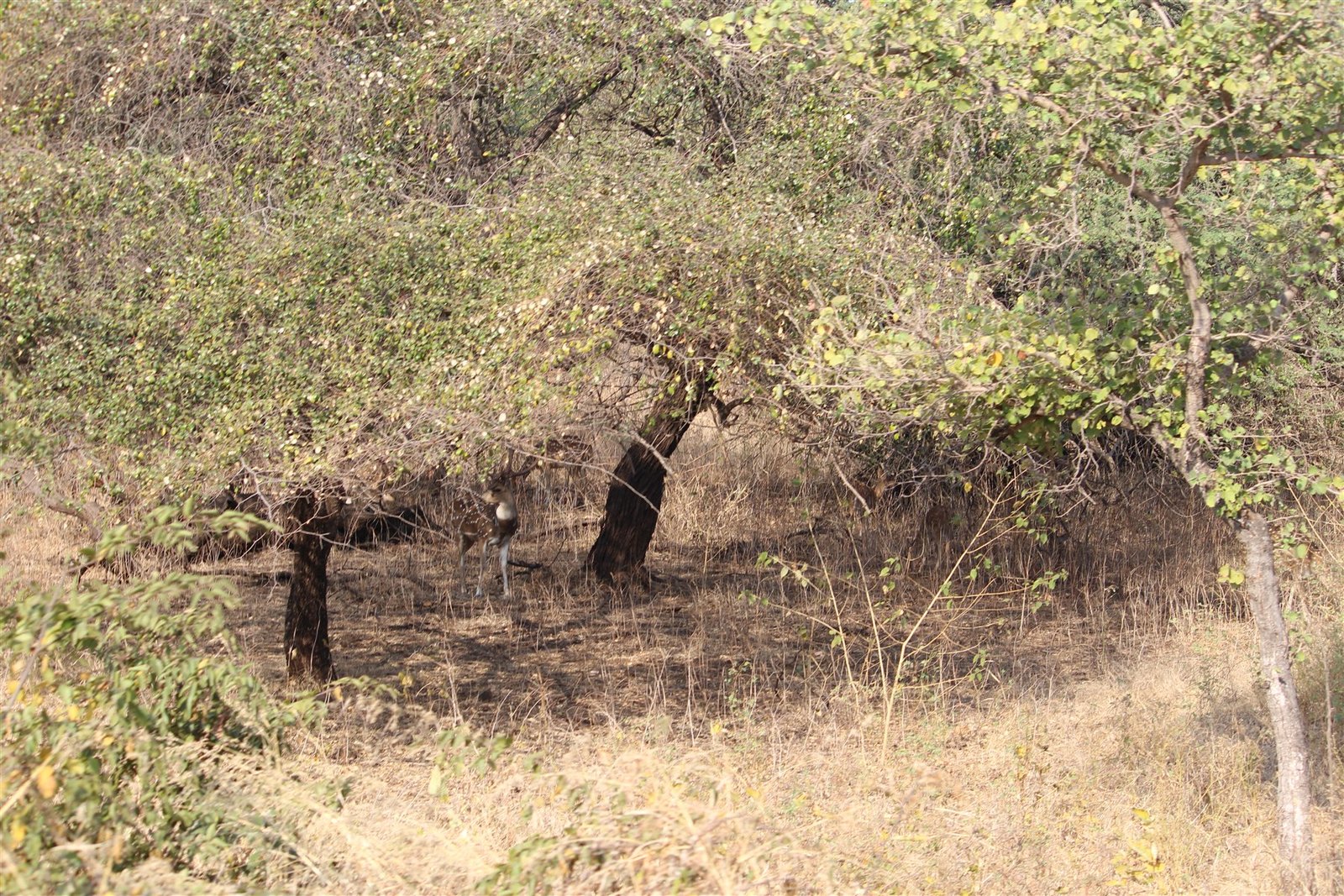 Gir East & Dhari
