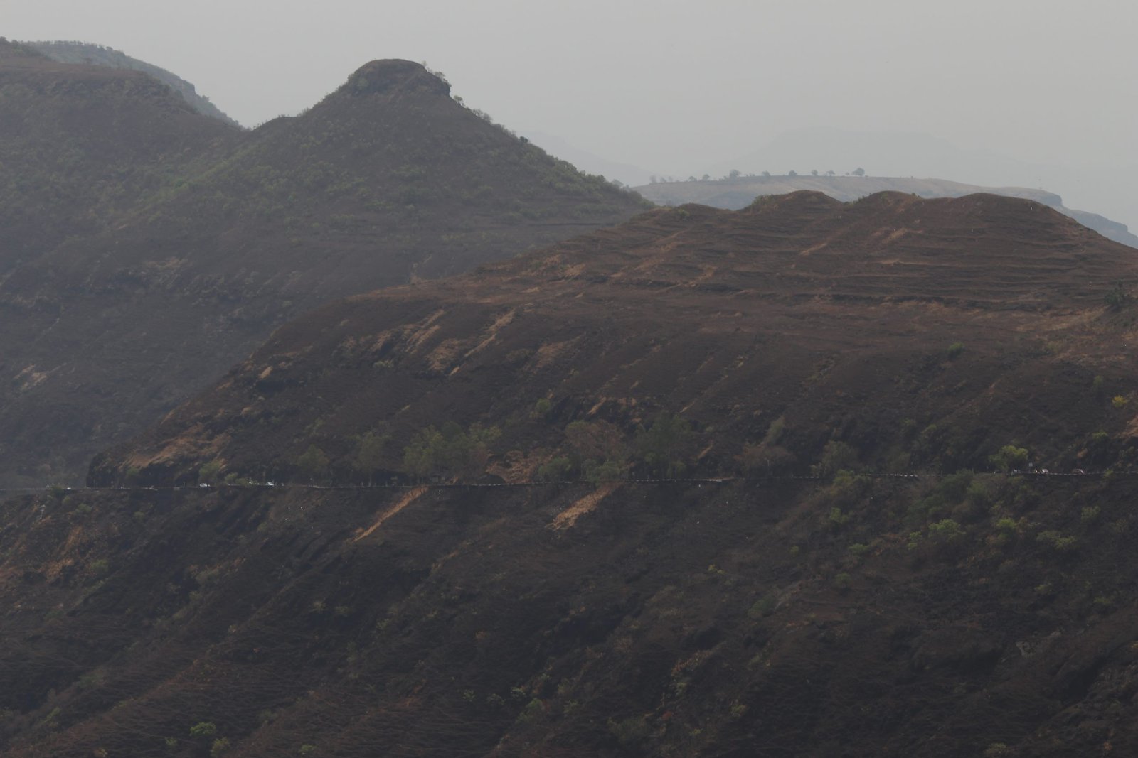Southern forests
