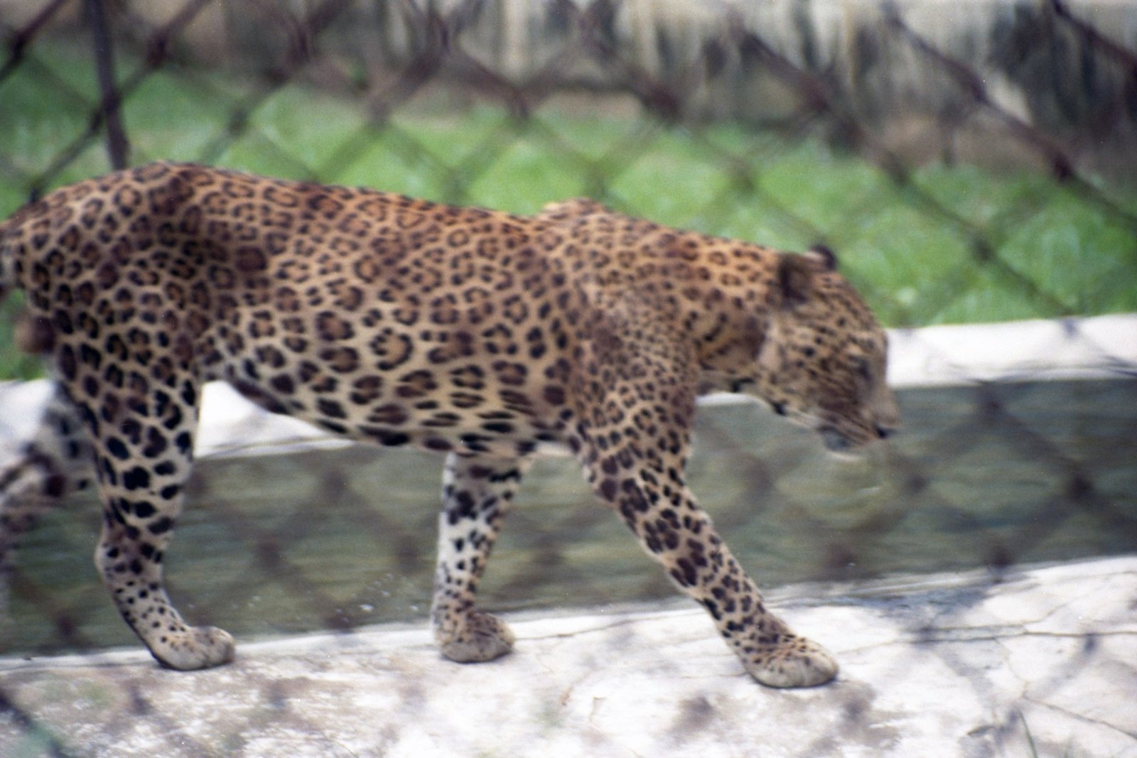 Leopard