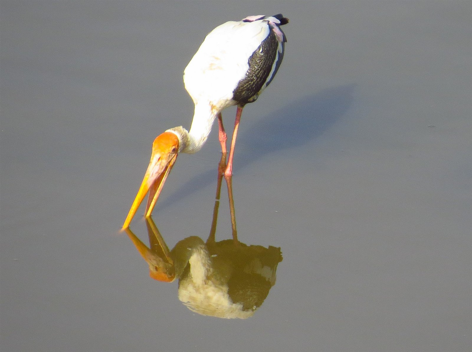 Painted storks