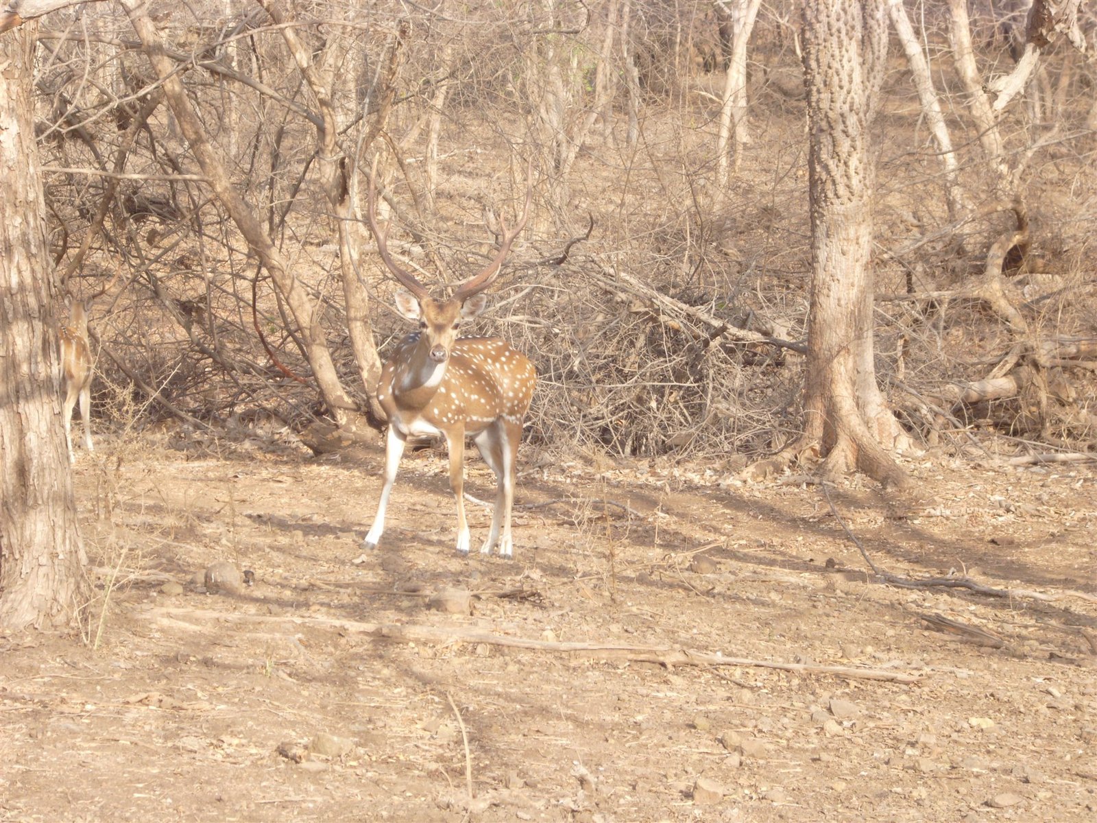 Deer and nilgai