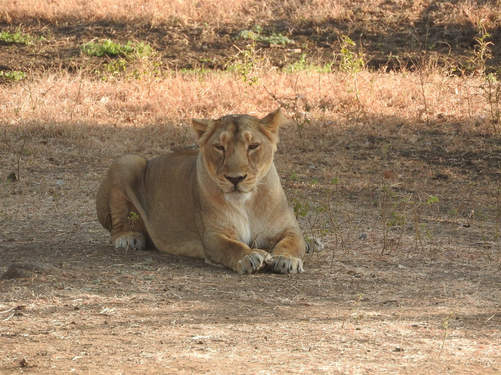 Asiatic lions