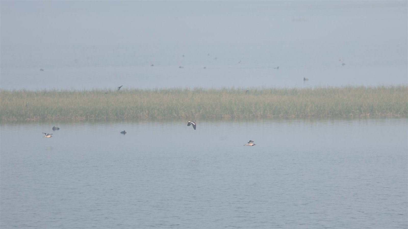 Waterfowl