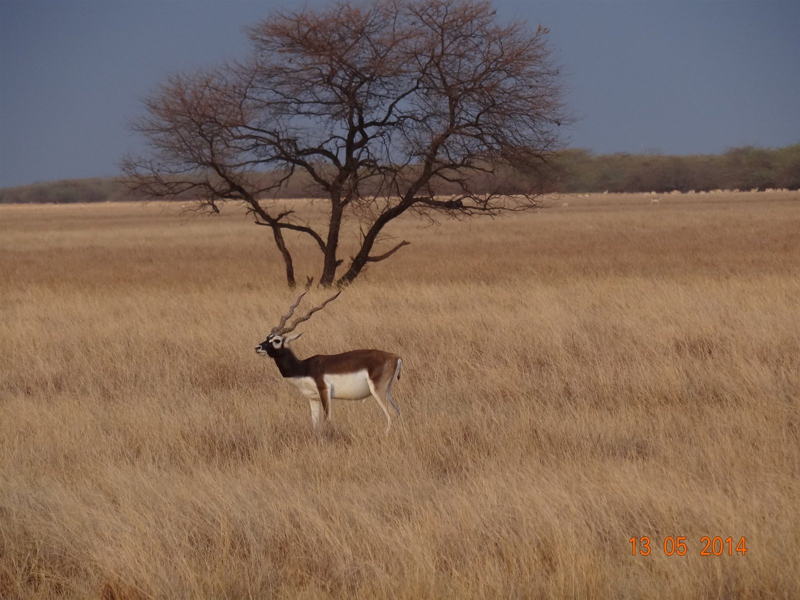 Antelope