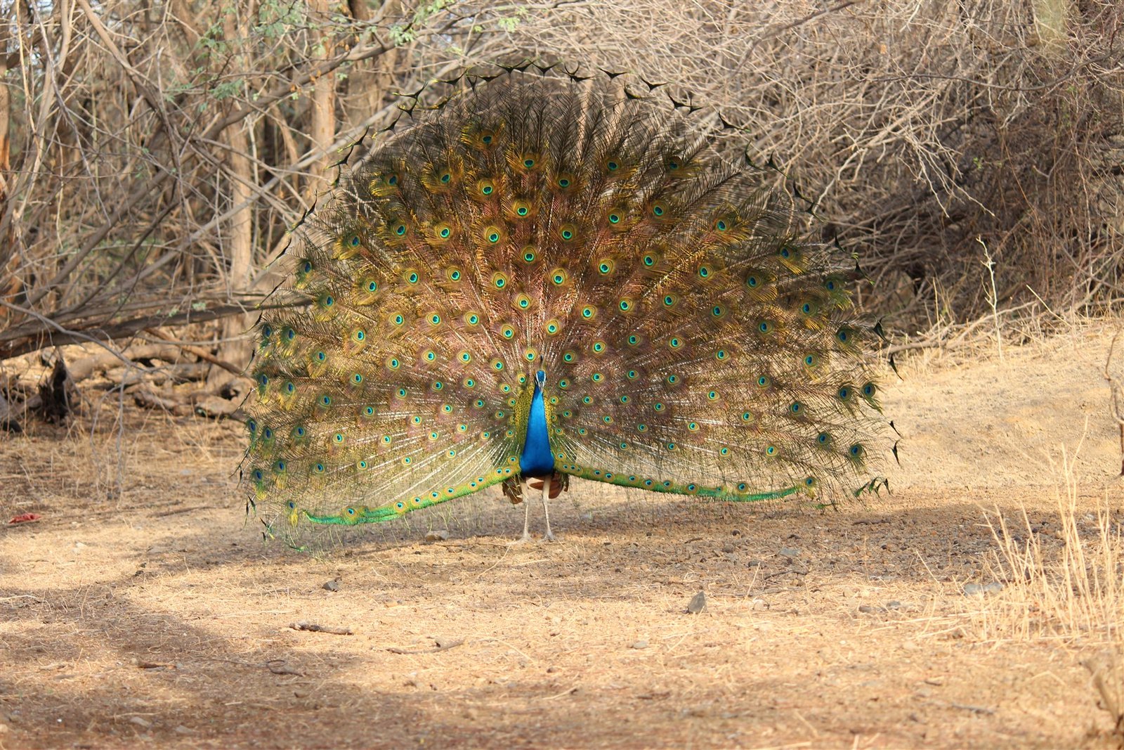 Peacocks