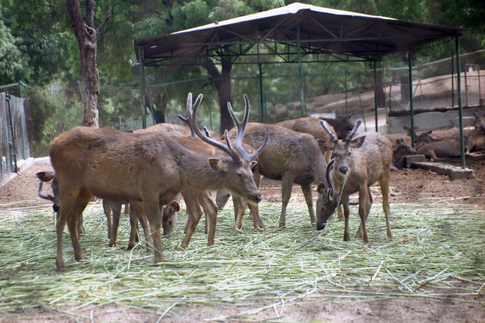 Sambar deer