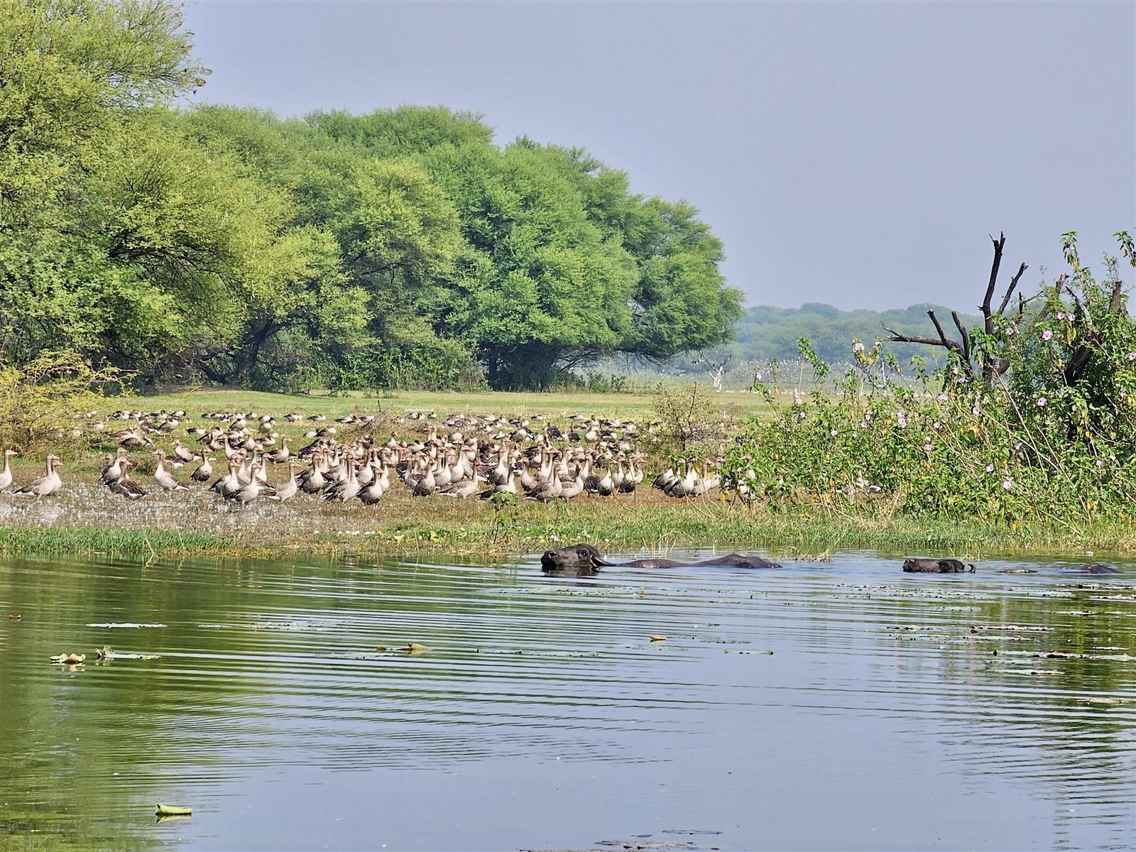 The wetland