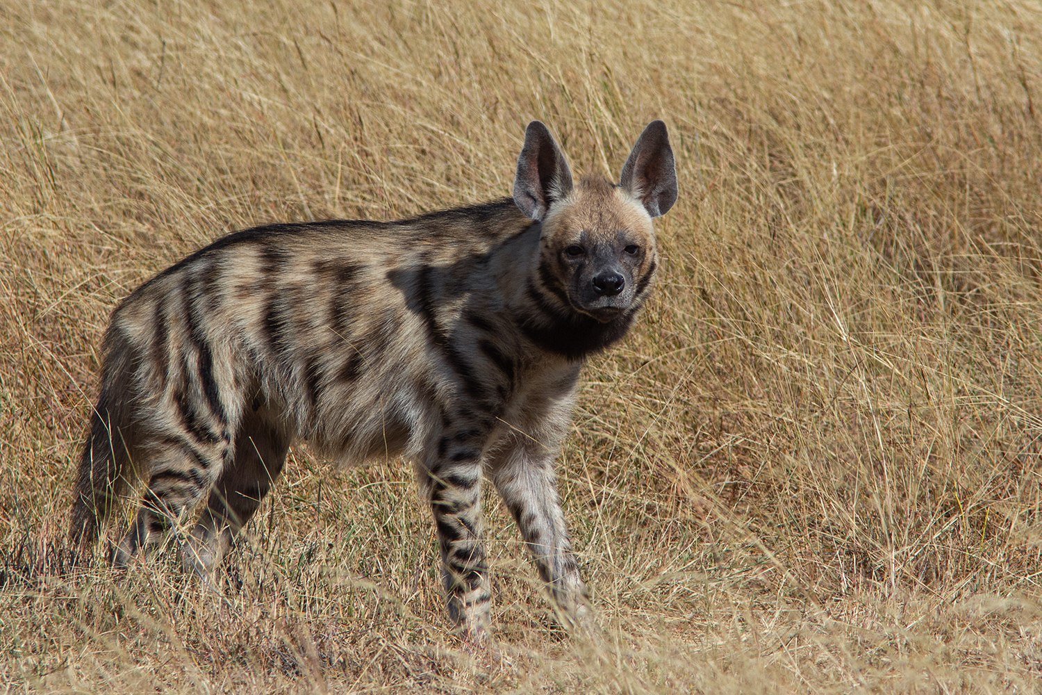 Wolf & hyena