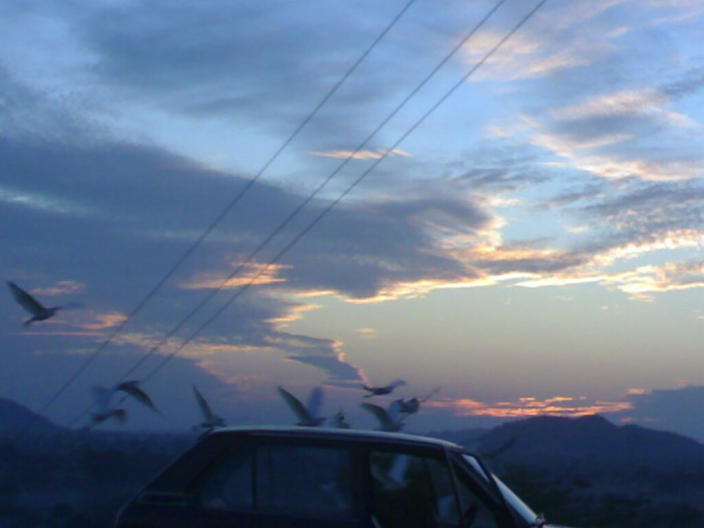 Storks