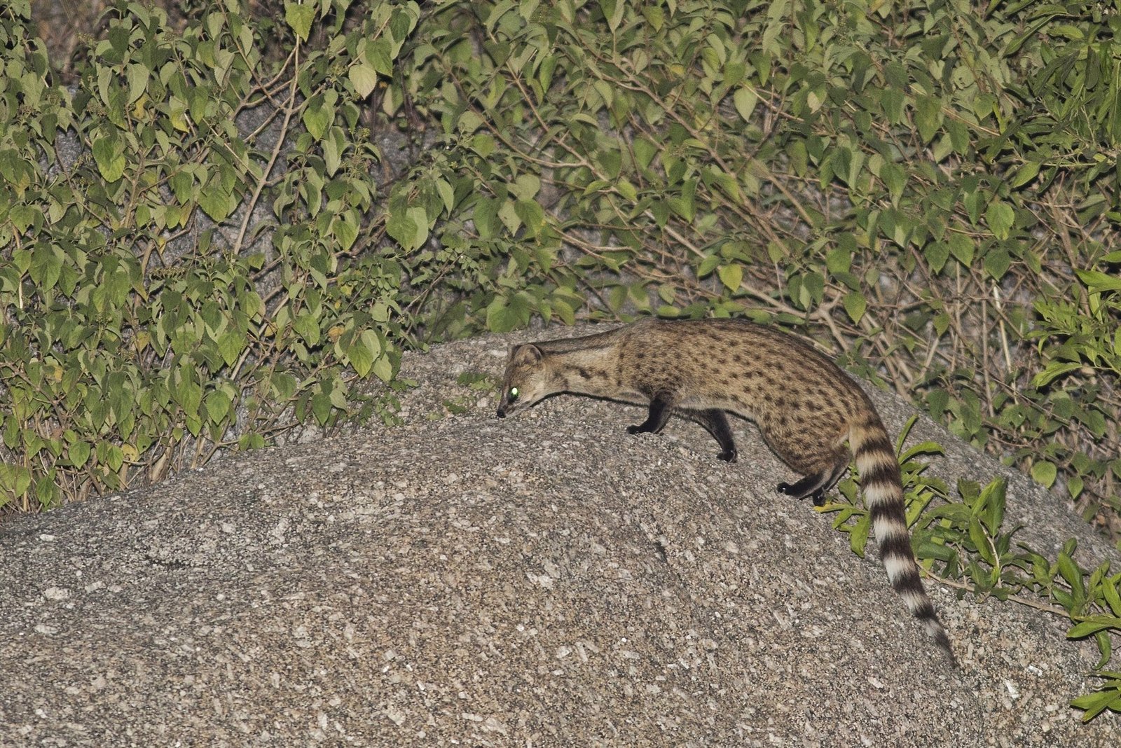 Small Indian civet