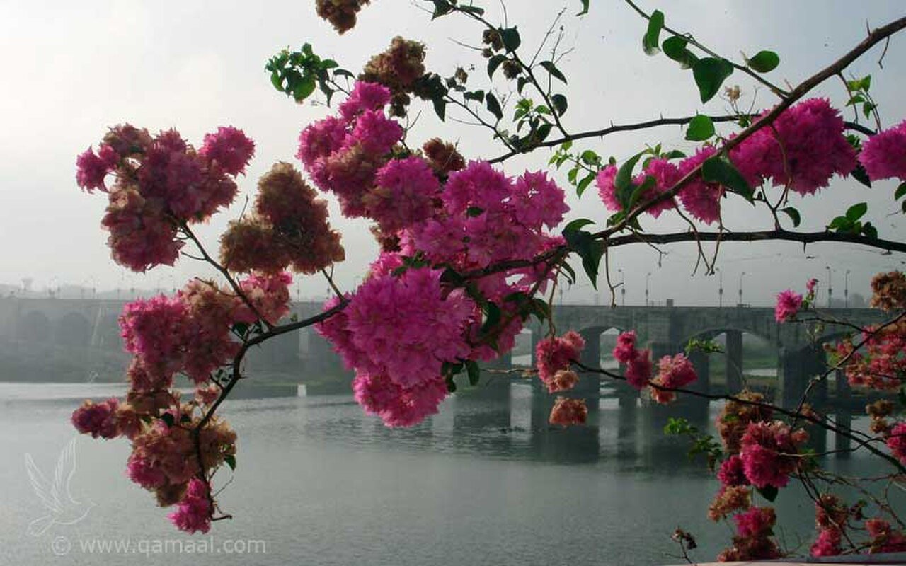 Morbi's bridges
