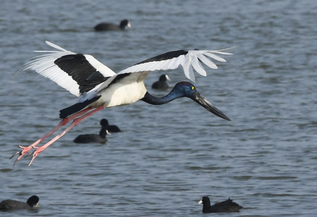 Sector Lakes, Gujarat