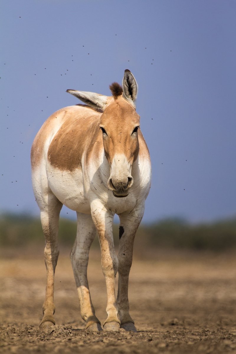 Tapi