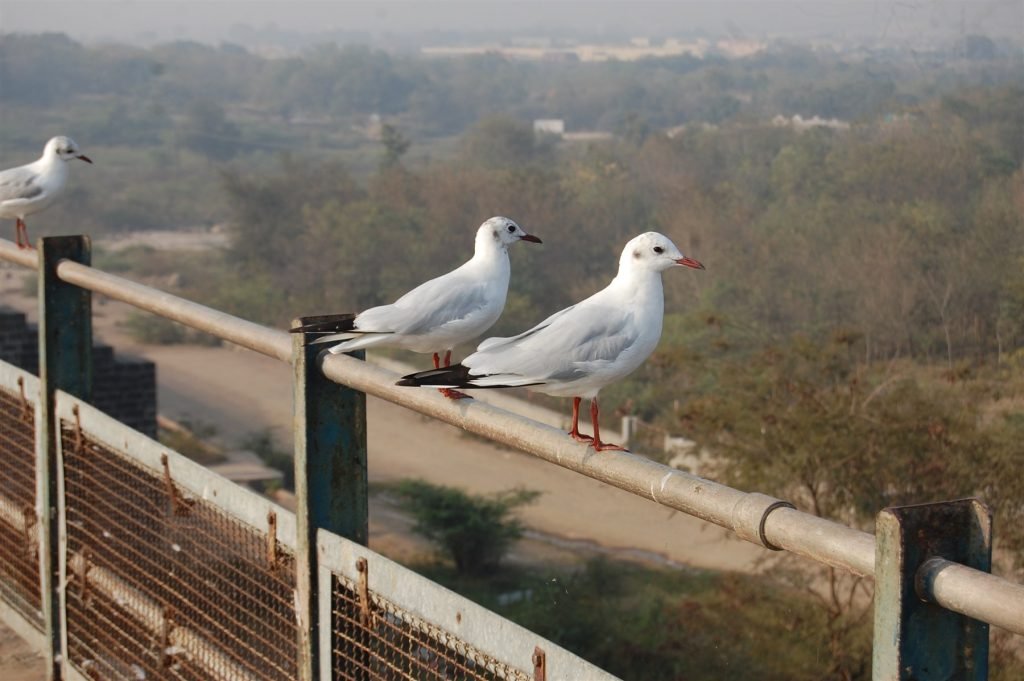Hero, Gujarat