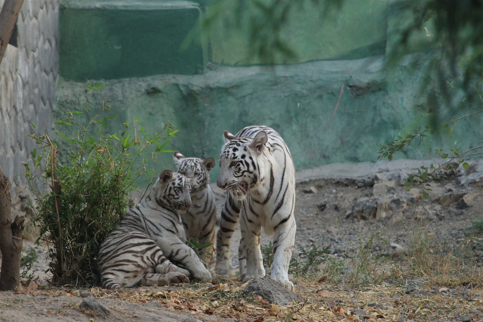 White tigers