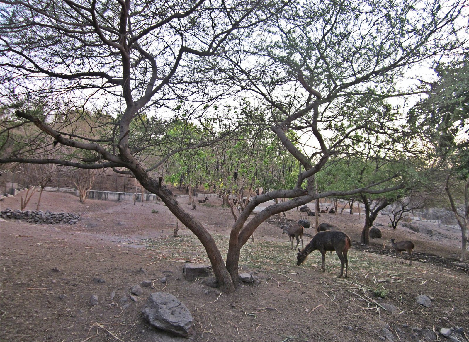Deer & more