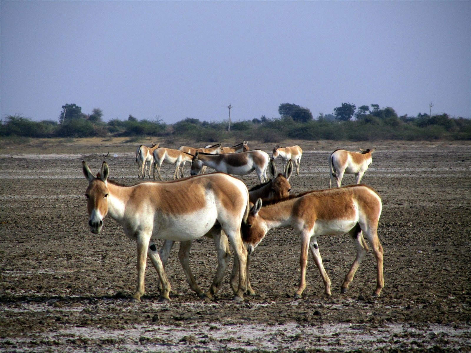 Salt marsh