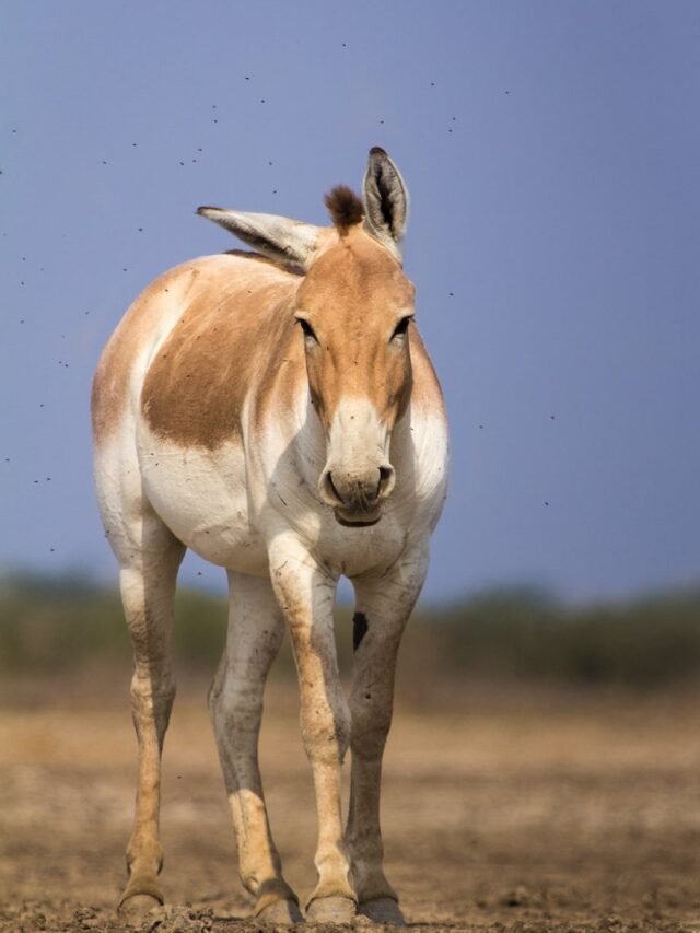 The Wildlife of Gujarat